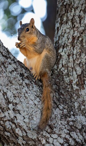 squirrel1